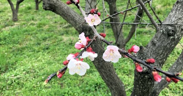 学習指導要領の「見方・考え方」を見渡す