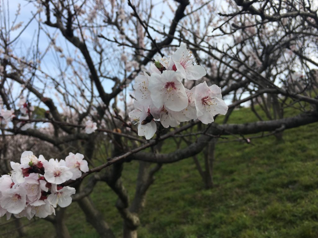 資質・能力の三つの柱で再整理された算数科の学年目標