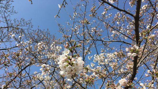 中学校「国語科の目標」解説を縦横に読む（次期学習指導要領を見通して）
