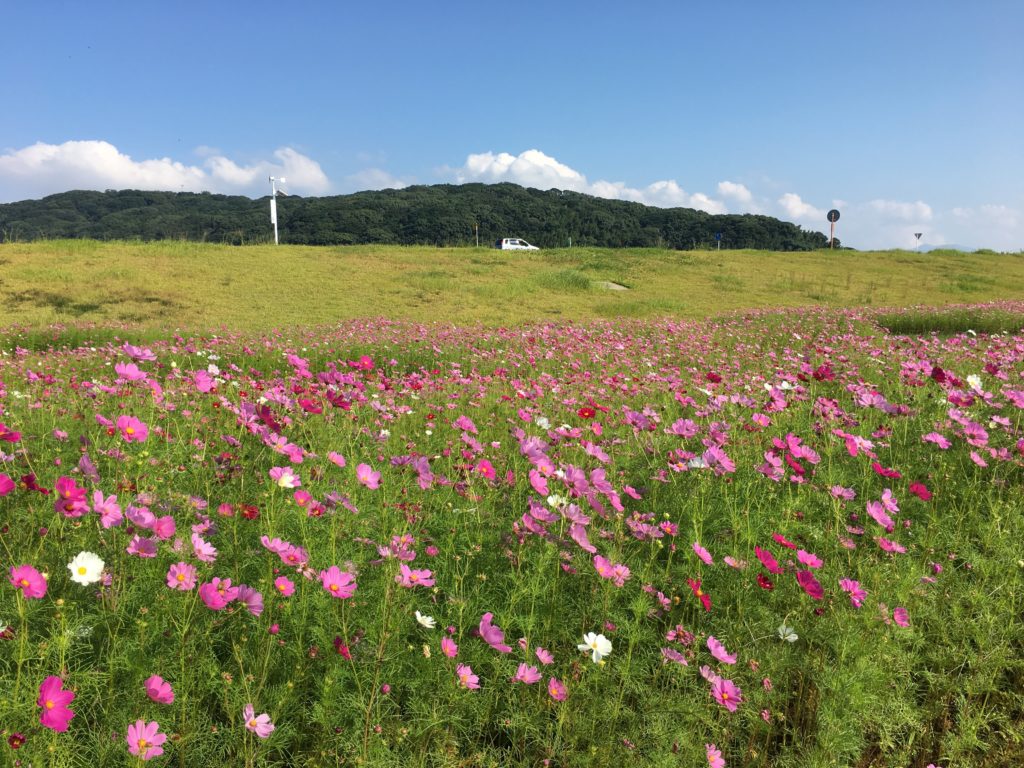 読書習慣の形成が求められる学校等の方策（第四次基本計画）