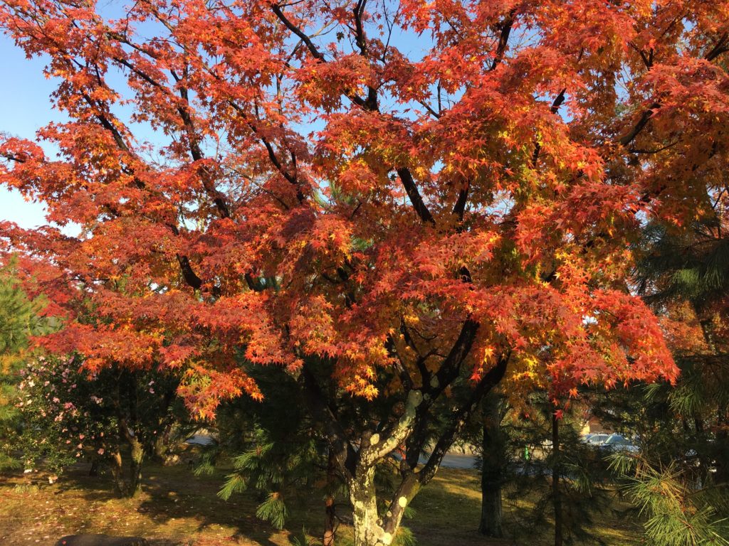 中学校「道徳科の目標」解説を縦横に読む