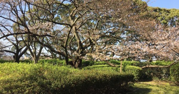 算数・数学科「教科・学年の目標」と高等学校数学科「教科・科目の目標」を一覧する