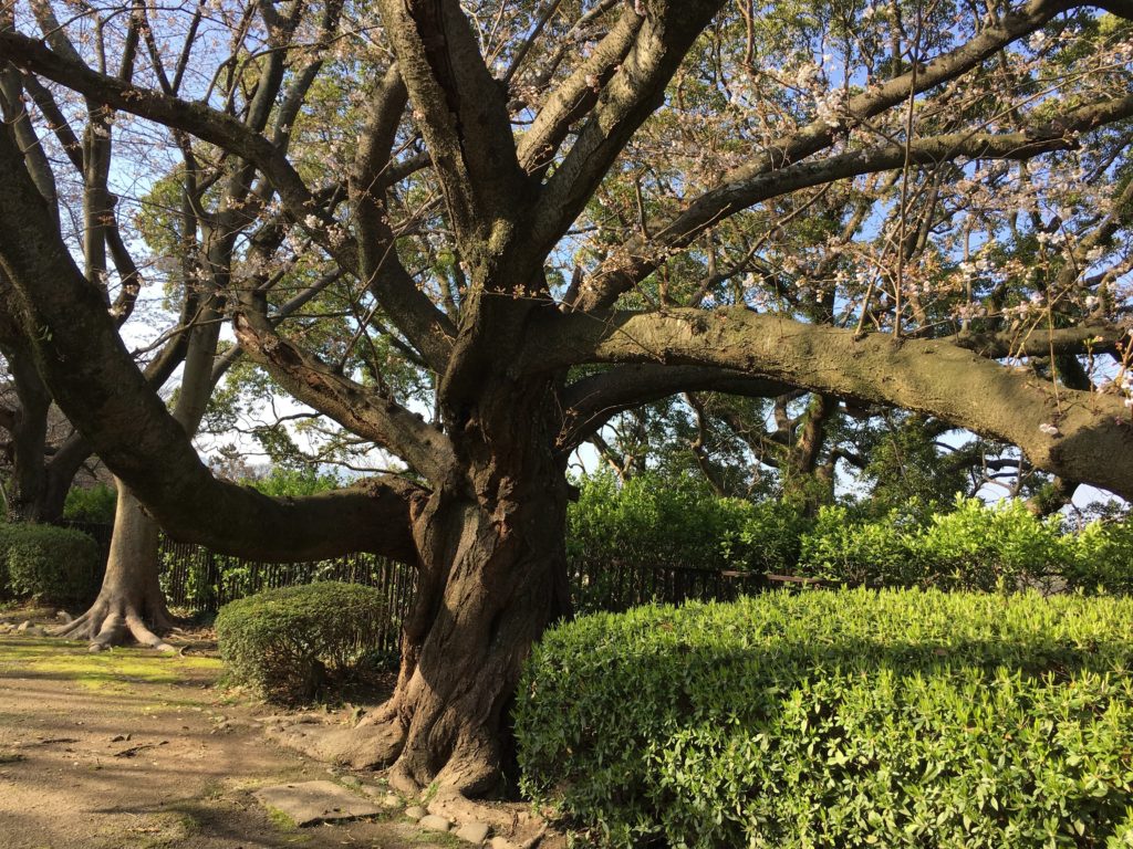 中学校「理科の目標」解説を縦横に読む